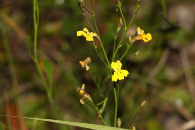 Goodenia paniculata, photographed by Greg Tasney