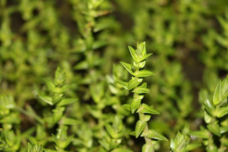 Rotala tripartita, photographed by Greg Tasney