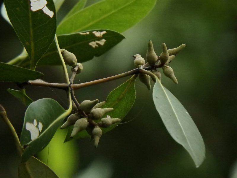 Avicennia alba, photographed by Samuel Lee