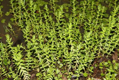 Rotala tripartita, photographed by Greg Tasney