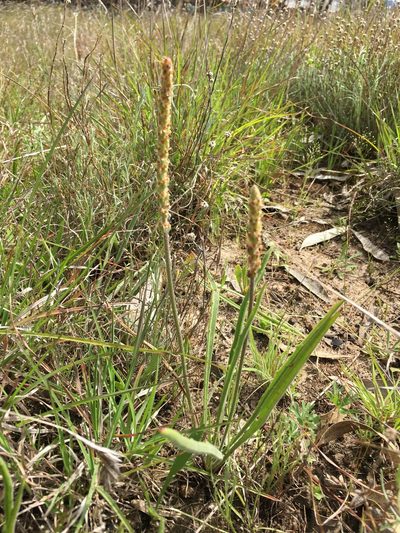 Plantago gaudichaudii, photographed by Jane Canaway
