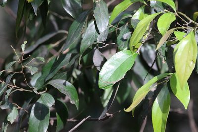 Cryptocarya triplinervis, photographed by Greg Tasney