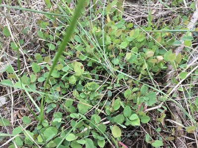 Bossiaea prostrata, photographed by Jane Canaway