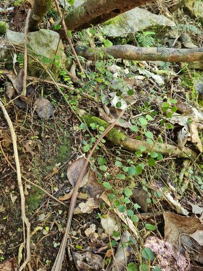 Scutellaria novae-zelandiae, photographed by gnapp