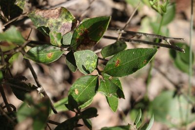 Notelaea ovata, photographed by Greg Tasney