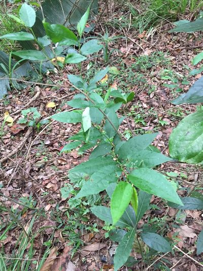 Sclerocroton integerrimus, photographed by Sunčana Bradley