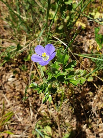 Erodium crinitum, photographed by Ted Pettigrove
