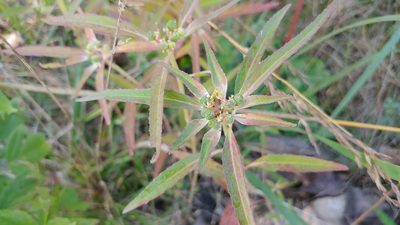 Euphorbia davidii, photographed by Ryan Sorrells