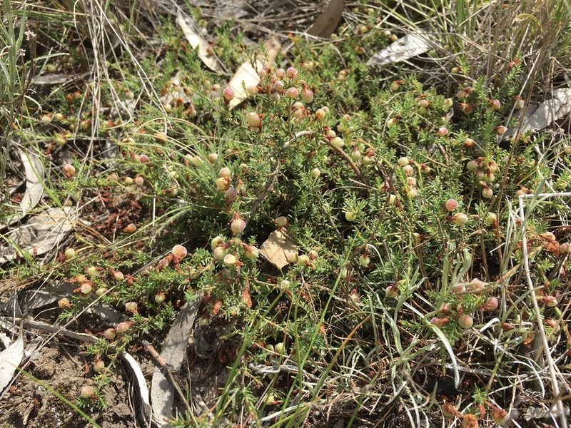 Eutaxia microphylla, photographed by Jane Canaway