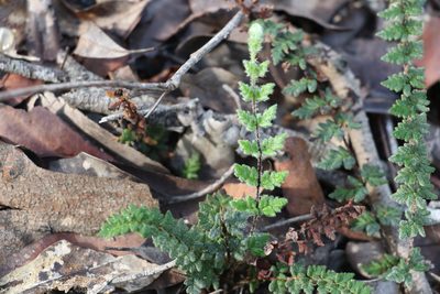 Cheilanthes distans, photographed by Greg Tasney