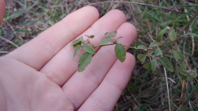 Croton monanthogynus, photographed by Ryan Sorrells