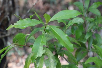 Denhamia celastroides, photographed by Greg Tasney