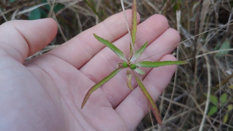 Euphorbia davidii, photographed by Ryan Sorrells