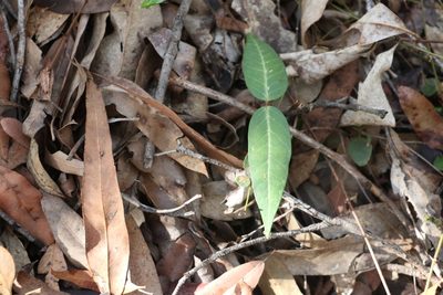 Parsonsia lanceolata, photographed by Greg Tasney