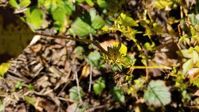 Acalypha rhomboidea, photographed by Ryan Sorrells