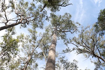 Corymbia variegata, photographed by Greg Tasney