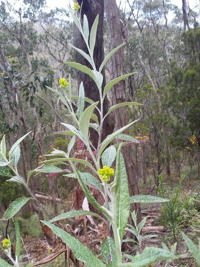 Senecio hypoleucus, photographed by insiderelic