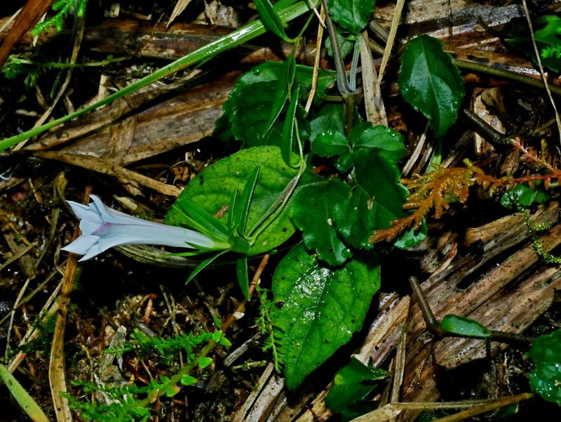 Tripterospermum hualienense, photographed by Jacy Chen