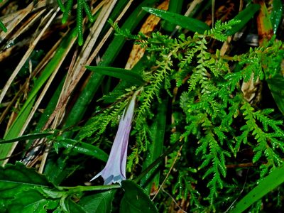 Tripterospermum hualienense, photographed by Jacy Chen