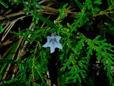 Tripterospermum hualienense, photographed by Jacy Chen