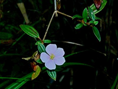 Melastoma scaberrimum, photographed by Jacy Chen
