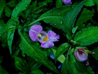 Impatiens uniflora, photographed by Jacy Chen