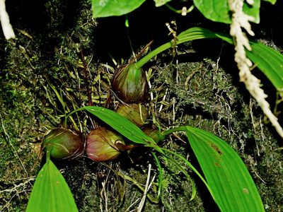 Pleione formosana, photographed by Jacy Chen