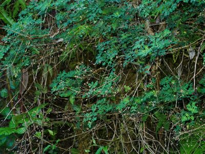 Boenninghausenia albiflora, photographed by Jacy Chen
