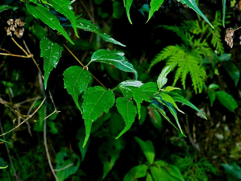 Eupatorium tashiroi, photographed by Jacy Chen