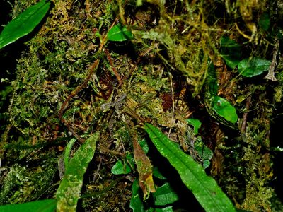 Oreogrammitis congener, photographed by Jacy Chen