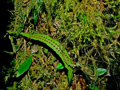 Oreogrammitis congener, photographed by Jacy Chen