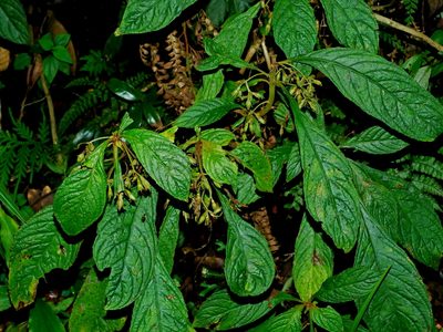 Rhynchotechum discolor, photographed by Jacy Chen