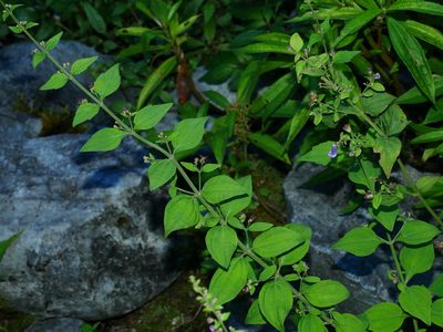 Isodon macrocalyx, photographed by Jacy Chen