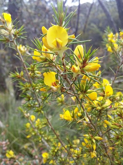 Pultenaea acerosa, photographed by insiderelic