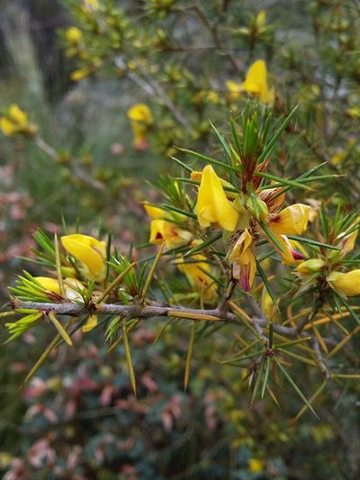 Pultenaea acerosa, photographed by insiderelic