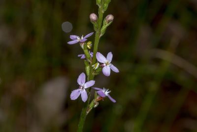 Stylidium armeria, photographed by Andrew Allen