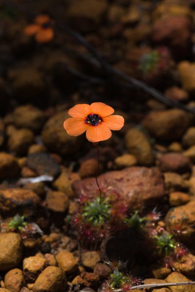 Drosera hyperostigma, photographed by Hugo Innes