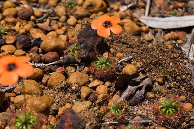 Drosera hyperostigma, photographed by Hugo Innes