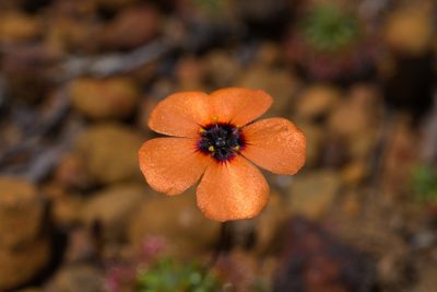 Drosera hyperostigma, photographed by Hugo Innes