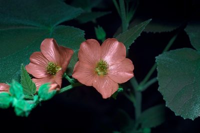 Allowissadula holosericea, photographed by Michelle W. （鍾偉瑋）