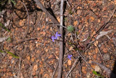 Lobelia rhombifolia, photographed by Hugo Innes