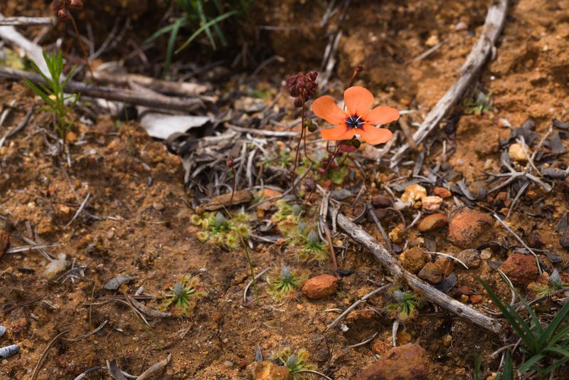 Drosera miniata, photographed by Hugo Innes