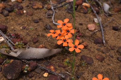 Drosera miniata, photographed by Hugo Innes