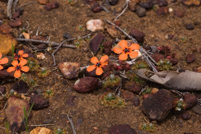 Drosera miniata, photographed by Hugo Innes