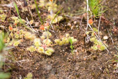 Drosera glanduligera, photographed by Hugo Innes