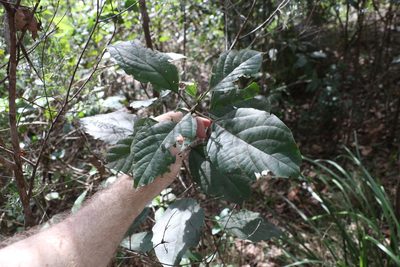 Clerodendrum tomentosum, photographed by Greg Tasney