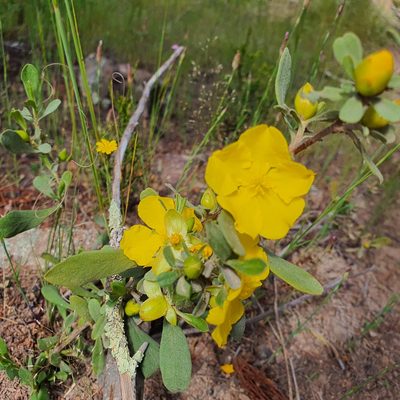 Hibbertia obtusifolia, photographed by Claudia Schipp