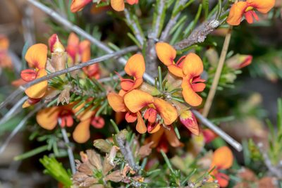 Dillwynia sericea, photographed by Andrew Allen