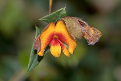 Bossiaea obtusangula, photographed by Andrew Allen