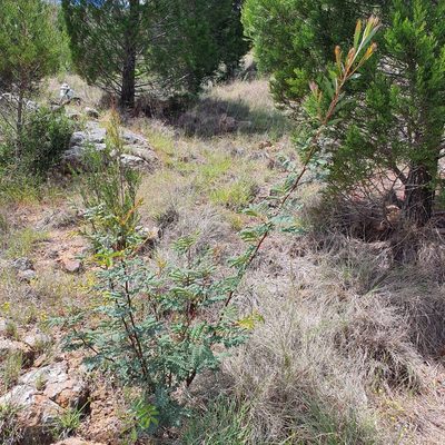 Acacia rubida